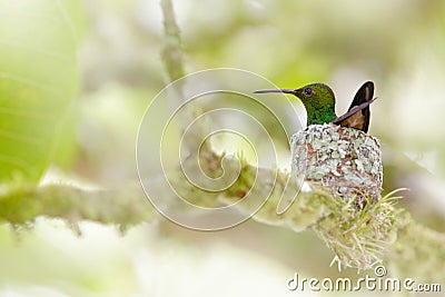 Hummingbird sitting on the eggs in the nest, Trinidad and Tobago. Copper-rumped Hummingbird, Amazilia tobaci, on the tree, wildlif Stock Photo