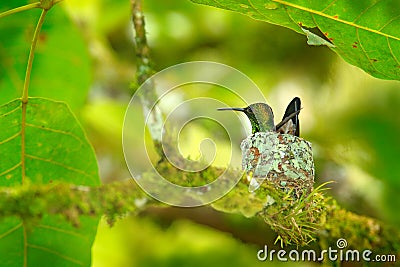 Hummingbird sitting on the eggs in the nest, Trinidad and Tobago. Copper-rumped Hummingbird, Amazilia tobaci, on the tree, wildlif Stock Photo