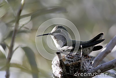 Hummingbird Stock Photo