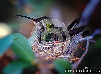 Hummingbird Sitting on Nest Stock Photo