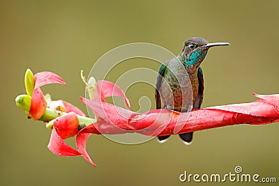 Hummingbird sitting on red flower. Magnificent Hummingbird, Eugenes fulgens, on bloom in the tropic forest. Wildlife scene from n Stock Photo