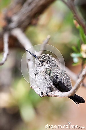 Hummingbird Sleeping on a Tree Branch Stock Photo