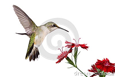 Hummingbird and three dianthus Stock Photo