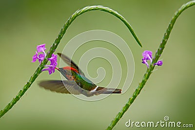 Hummingbird Tufted Coquette, colourful bird with orange crest and collar in green and violet flower habitat, flying next to Stock Photo