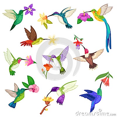 Hummingbird vector tropical humming bird character with beautiful birdie wings on exotic flowers in nature wildlife Vector Illustration