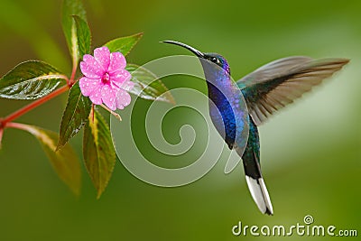 Hummingbird Violet Sabrewing flying next to beautiful pink flower Stock Photo