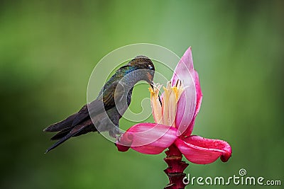 Hummingbird White-tailed Hillstar, Urochroa bougueri sitting and drinking nectar from its favourite flower Stock Photo