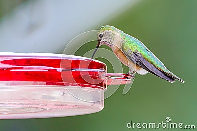 Hummingbird wildlife bird photography Stock Photo