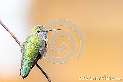 Hummingbird wildlife bird photography Stock Photo