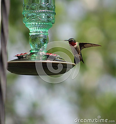 Hummingbird wildlife nature nectar wings flight beak Stock Photo