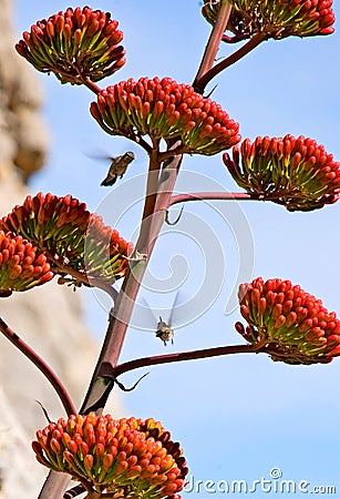 Hummingbirds around an Agave Bloom Stock Photo