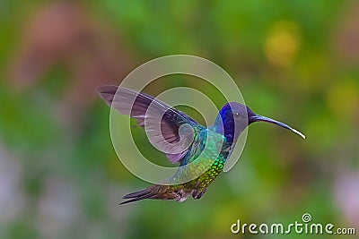 The Hummingbirds` beak is very long and they have a `W` shaped tongue Stock Photo