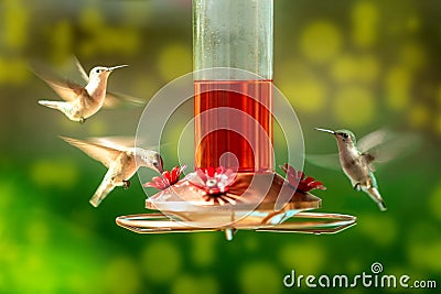 Hummingbirds at a bird feeder in the backyard Stock Photo