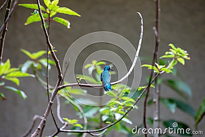 Hummingbirds at bird feeders in Monteverde, Costa Rica Stock Photo