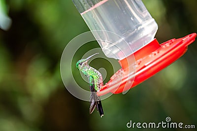 Hummingbirds at bird feeders in Monteverde, Costa Rica Stock Photo