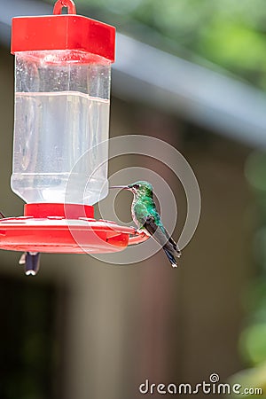 Hummingbirds at bird feeders in Monteverde, Costa Rica Stock Photo