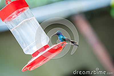 Hummingbirds at bird feeders in Monteverde, Costa Rica Stock Photo