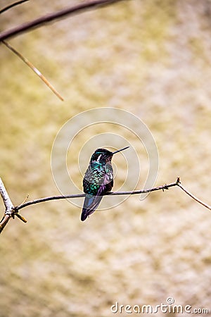 Hummingbirds at bird feeders in Monteverde, Costa Rica Stock Photo