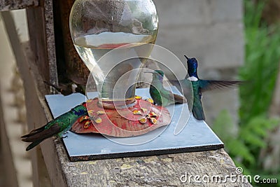 Hummingbirds or Colibris flying around a birdfeeder. Location: Mindo Lindo, Ecuador Stock Photo