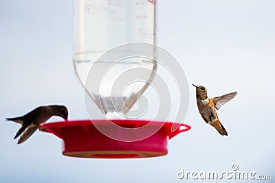 Hummingbirds drinking from a house feeder Stock Photo