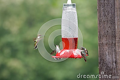 Hummingbirds on Feeder Stock Photo