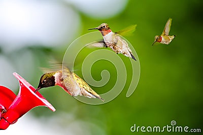 Hummingbirds at a Feeder Stock Photo