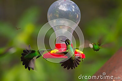 Hummingbirds at feeder Stock Photo