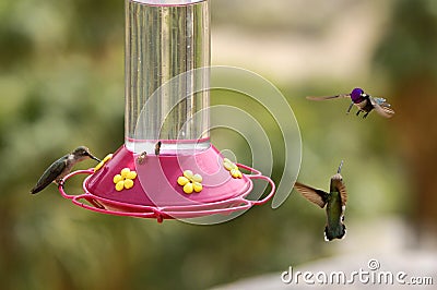 Hummingbirds at the feeder, Palm Springs Stock Photo