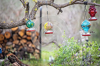 Hummingbirds feeding at feeders hanging from tree branch Stock Photo