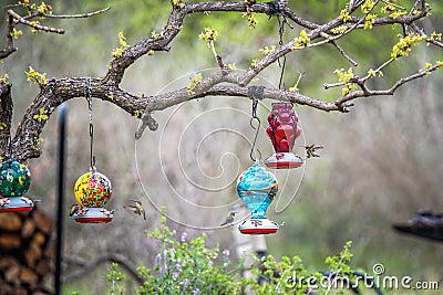 Hummingbirds feeding at feeders hanging from tree branch Stock Photo