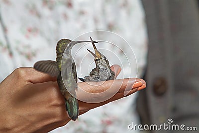 Hummingbirds feeding on the hand of girl Stock Photo