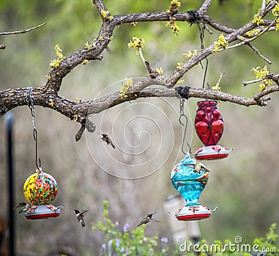 Hummingbirds feeding on nectar in bird feeders in spring Stock Photo