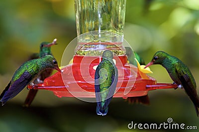 Hummingbirds Feeding 842149 Stock Photo