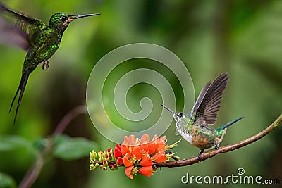 Hummingbirds in fight on orange flower,typical bird behaviour,tropical forest,Ecuador,birds on branch in garden Stock Photo