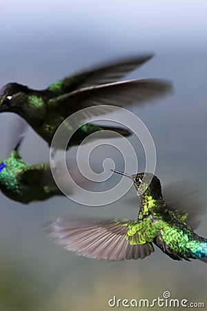 Hummingbirds fighting Stock Photo