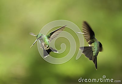 Hummingbirds Fighting Stock Photo