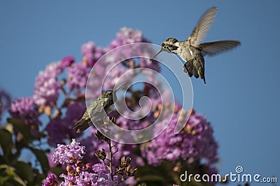 Hummingbirds Stock Photo