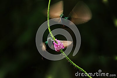 Hummingbirds in the fly Stock Photo