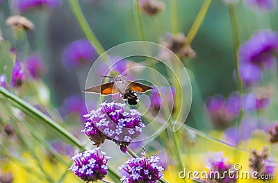 Hummingbirds and hawk moths gather honey Stock Photo