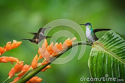 Hummingbirds hovering next to orange flower and another bird sitting on leave,tropical forest,Ecuador, Stock Photo