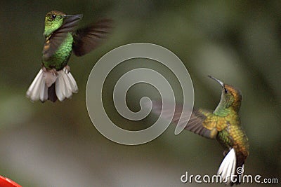 Hummingbirds dancing in Monteverde. Stock Photo