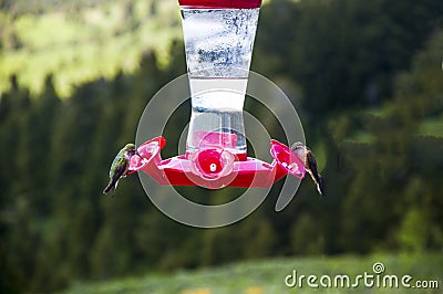 Hummingbird feeder in Grand Tetons National Park Wyoming USA Editorial Stock Photo