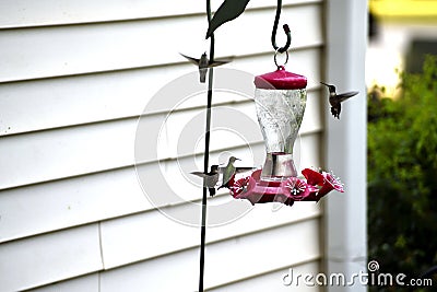 Hummingbirds at nectar feeder background Stock Photo