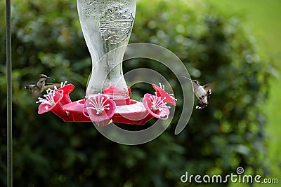 Hummingbirds at nectar feeder Stock Photo