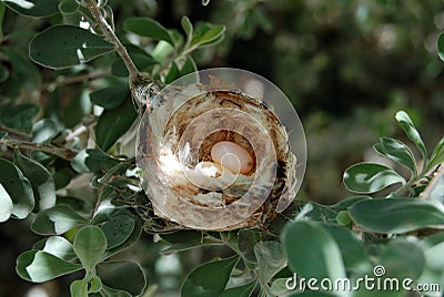 Hummingbirds nest with eggs Stock Photo