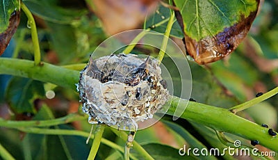 Hummingbirds nest Stock Photo