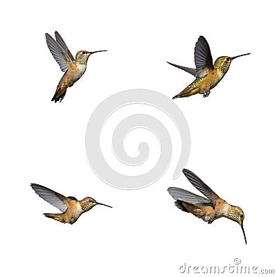 Hummingbirds Stock Photo