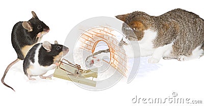 Cat trap Stock Photo