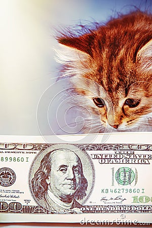 Humorous portrait of little beautiful cat with money. Business concept Stock Photo