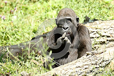 Humourous Gorilla Stock Photo